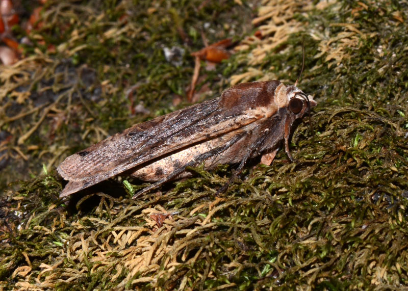 Noctuidae da identificare